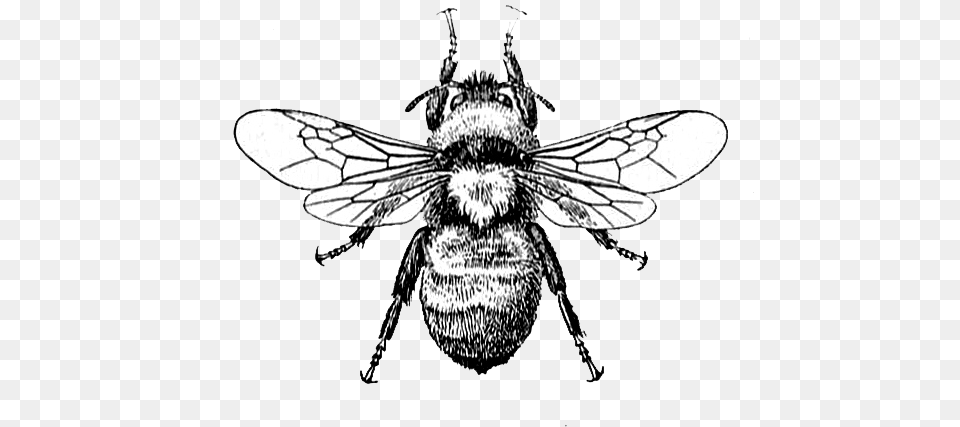 Bees Yellow Transparent Clipart Bee Drawing Transparent Background, Animal, Invertebrate, Insect, Apidae Free Png