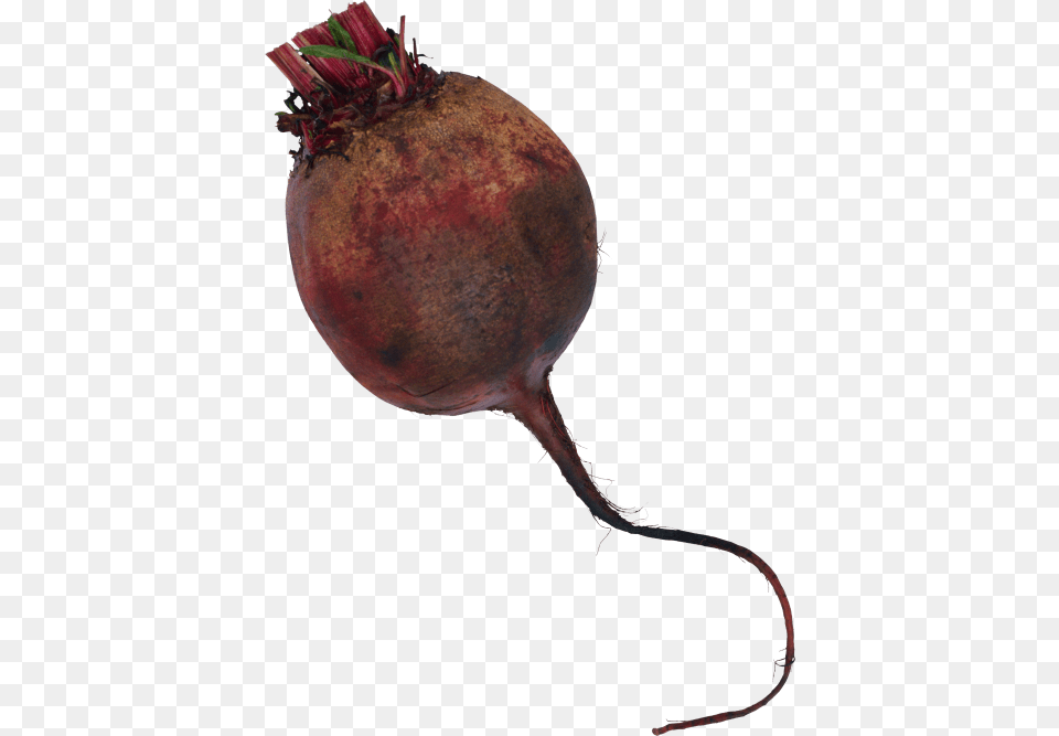 Beet, Food, Produce, Plant, Turnip Png Image