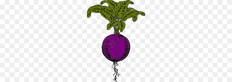 Beet Purple, Food, Produce, Leaf Png Image