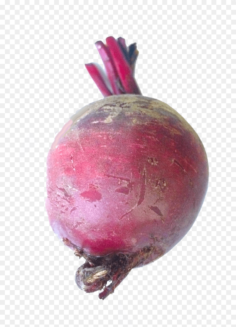 Beet, Food, Produce, Plant, Rutabaga Png Image