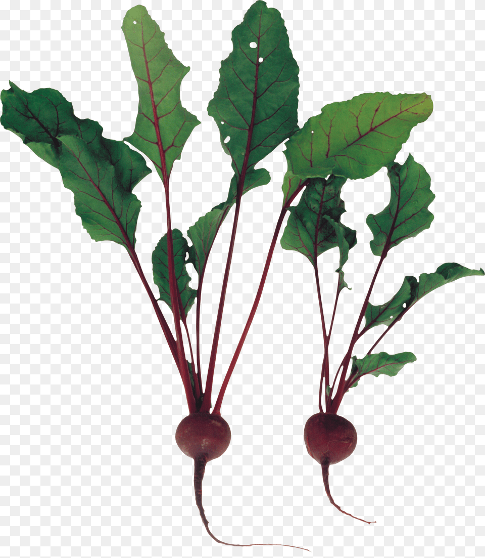 Beet, Plant, Food, Produce Free Png Download