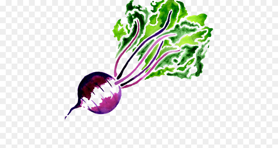 Beet, Food, Produce, Plant, Turnip Png Image