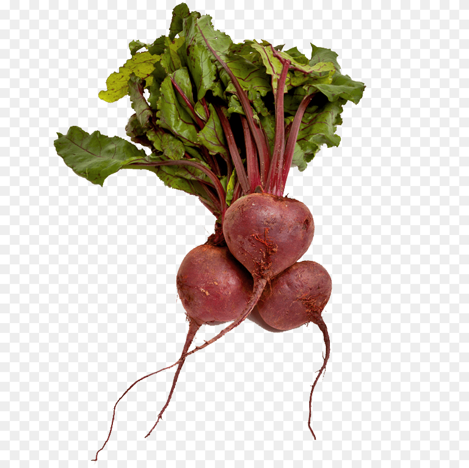Beet, Food, Plant, Produce, Turnip Free Png