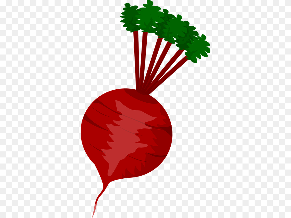 Beet, Food, Produce, Plant, Radish Png