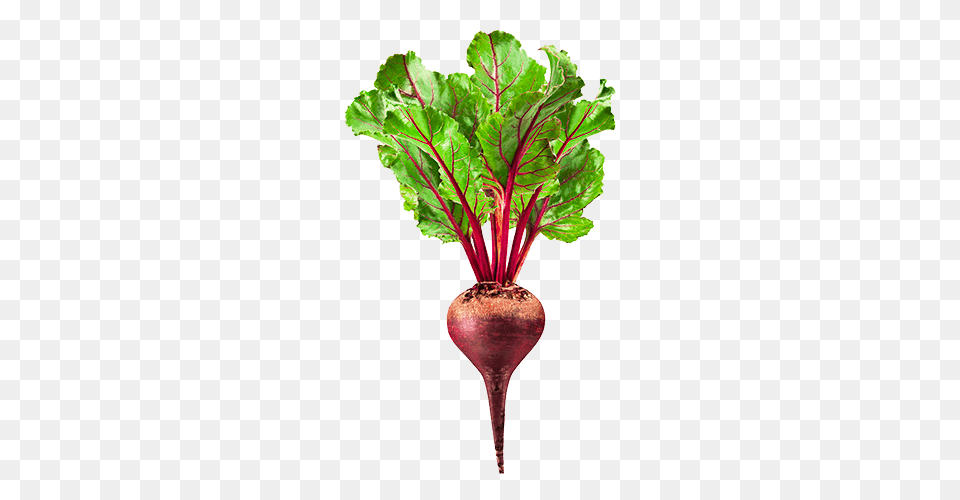Beet, Plant, Food, Produce, Soil Png
