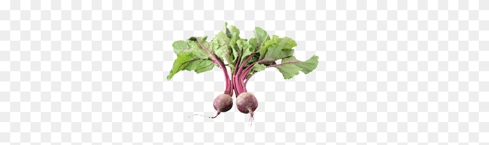 Beet, Food, Produce, Plant, Turnip Png Image