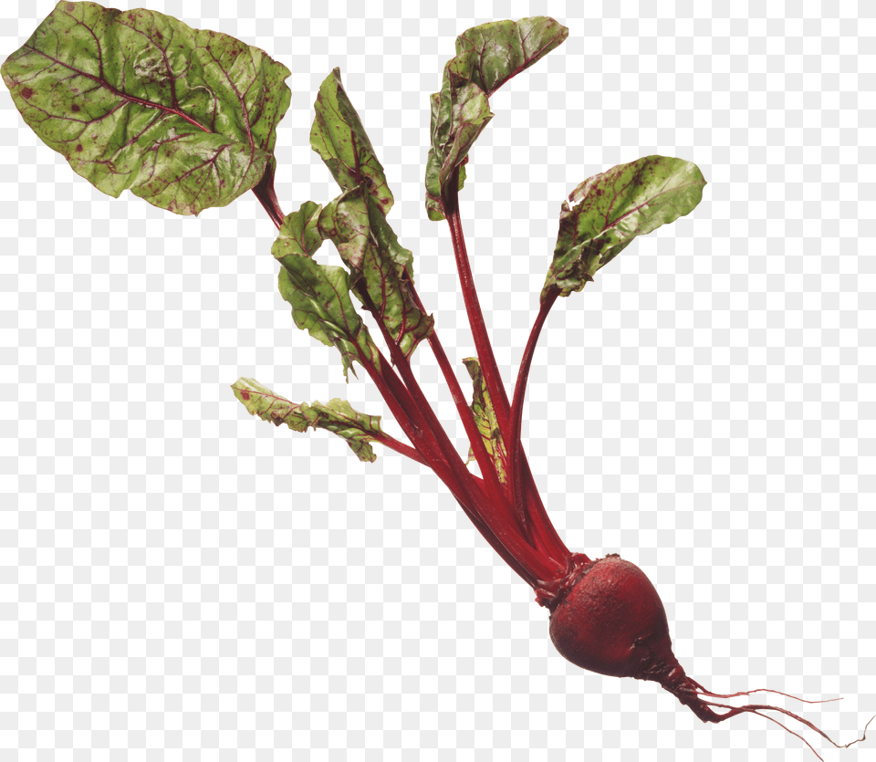 Beet, Plant, Food, Produce Free Transparent Png