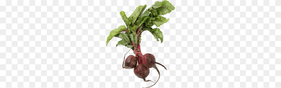 Beet, Food, Produce, Plant, Turnip Free Png Download