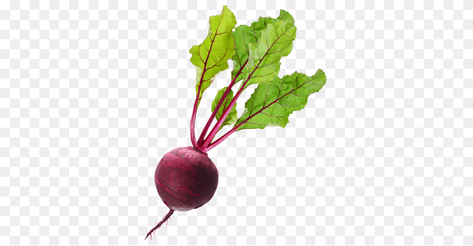 Beet, Food, Produce, Plant Free Png