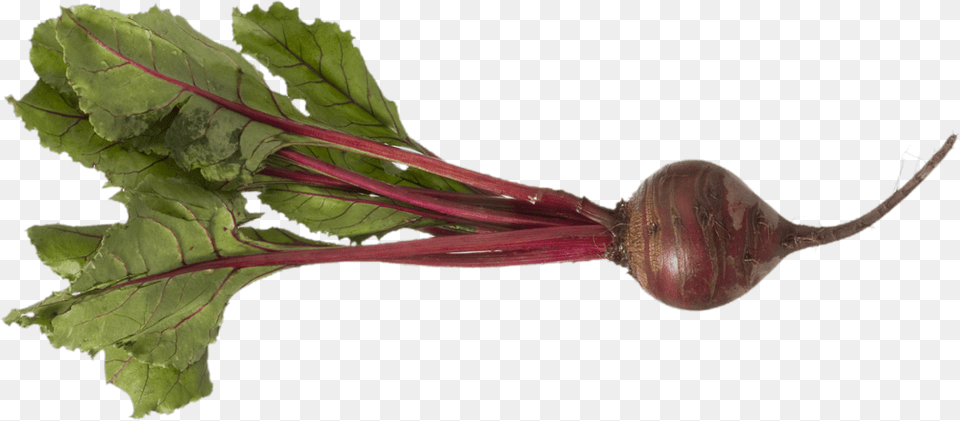 Beet Beet Root Plant, Food, Produce, Animal, Insect Free Png Download