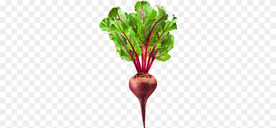 Beet Beetroot Transparent Background, Plant, Food, Produce, Turnip Png