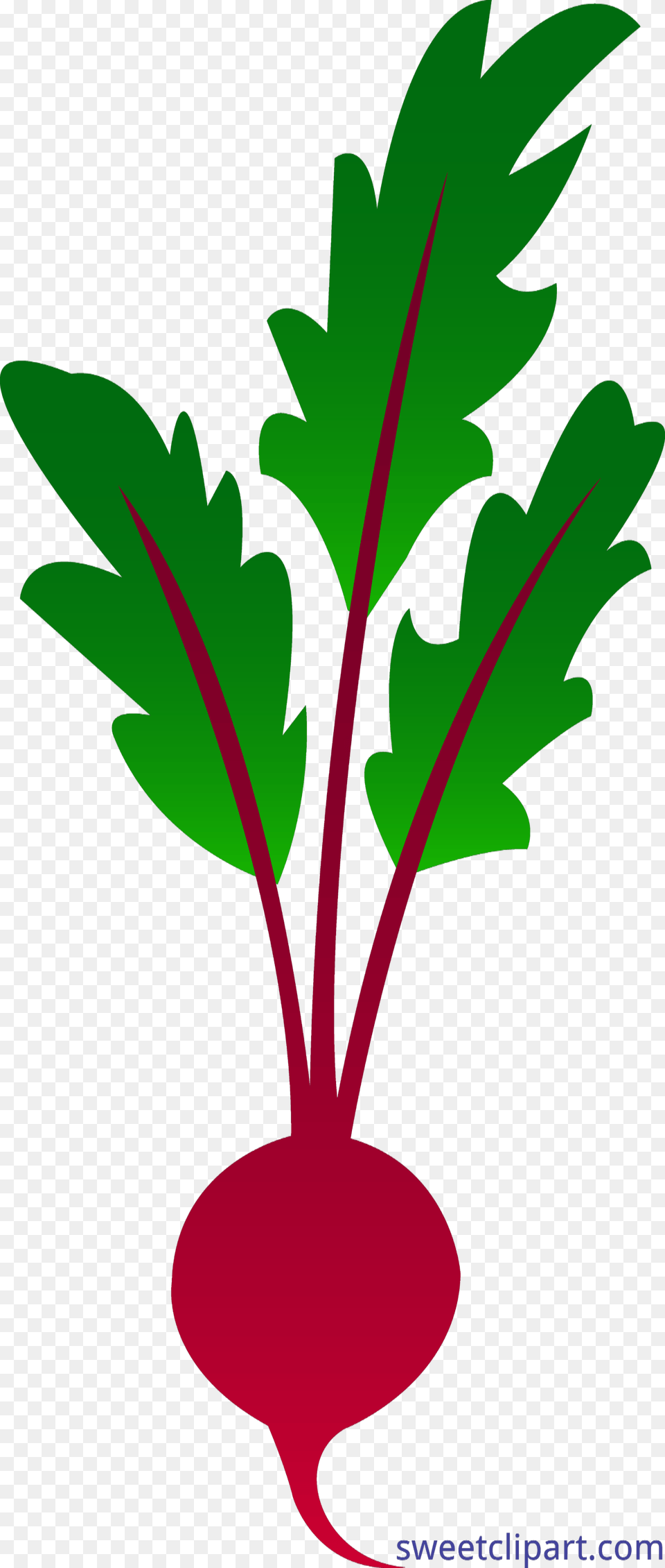 Beet Clip Art, Food, Produce, Plant, Radish Png Image