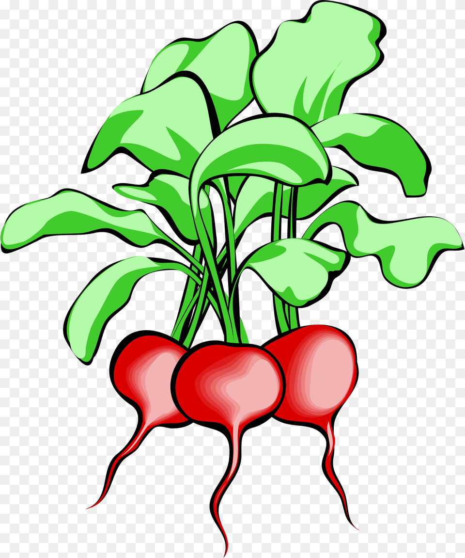 Beet Clipart, Food, Plant, Produce, Radish Free Png