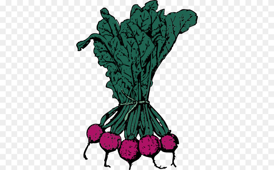 Beet Cliparts, Food, Produce, Person, Plant Png