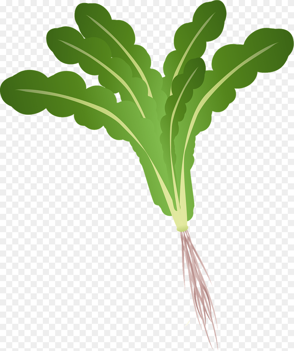 Beet Greens, Plant, Food, Produce Free Png