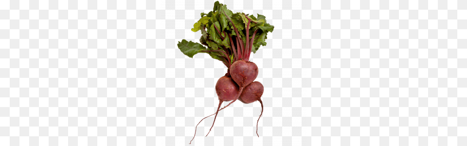 Beet Icon Web Icons, Food, Produce, Plant, Turnip Free Png Download