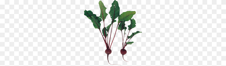 Beet Image, Plant, Food, Produce Free Png Download