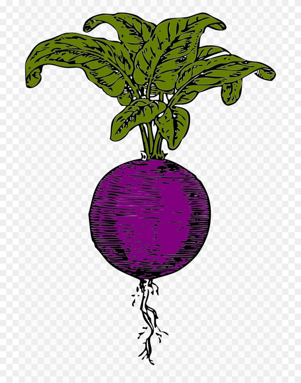 Beet Arts, Food, Produce, Plant, Person Png Image