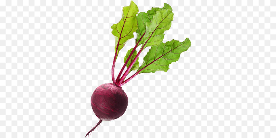 Beet Images Are To Download Beet, Food, Plant, Produce Free Transparent Png