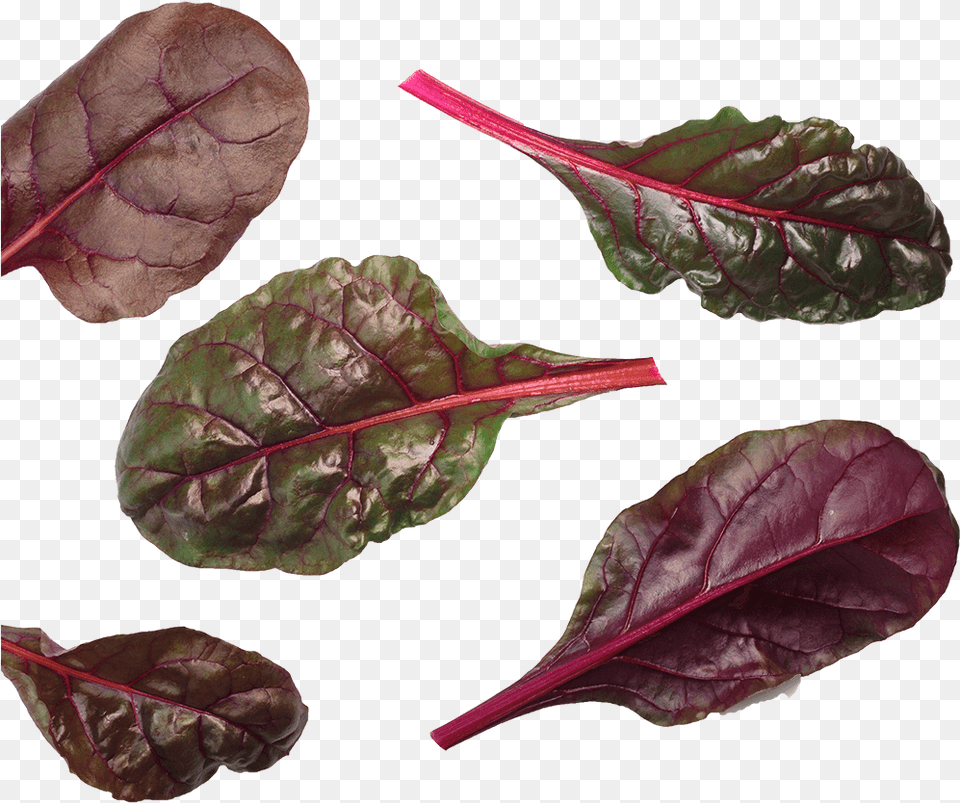 Beet Leaf Bulls Blood Blood Red Chard, Plant, Food, Produce, Leafy Green Vegetable Free Png Download