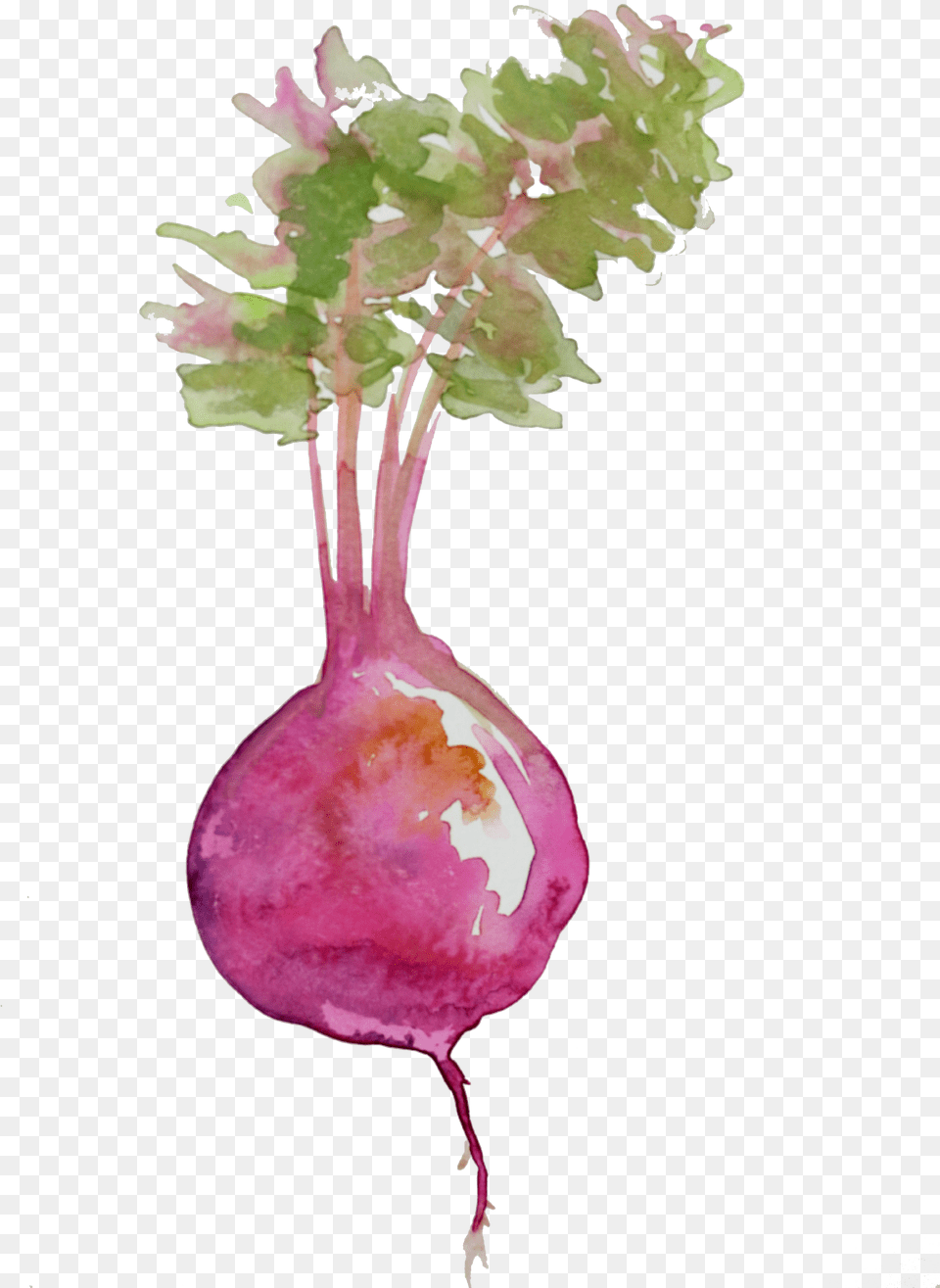 Beet Watercolor, Food, Plant, Produce, Turnip Free Transparent Png