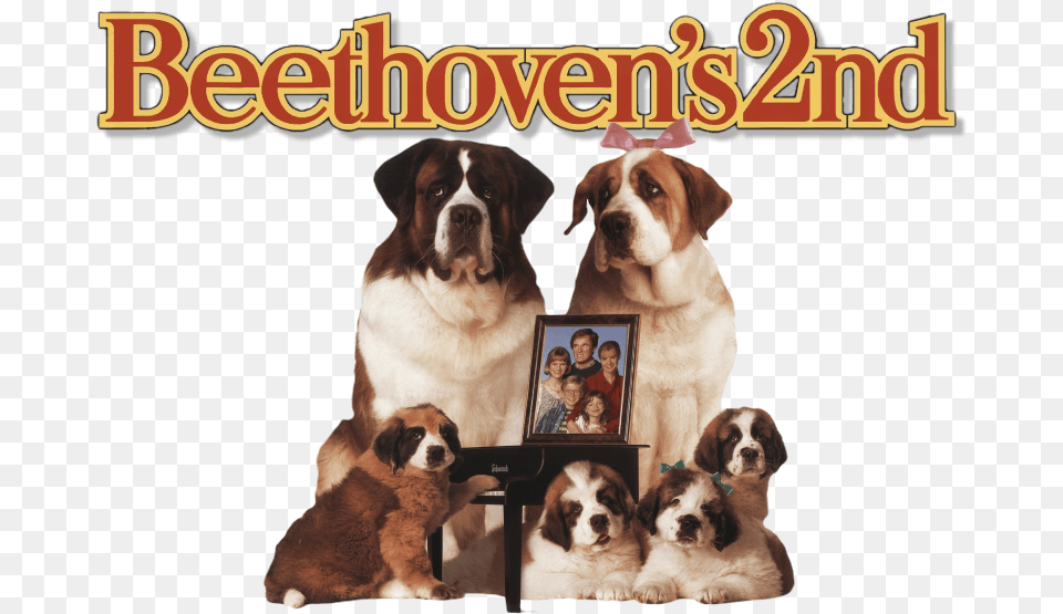 Beethoven 2 Movie Poster, Animal, Canine, Dog, Mammal Png Image