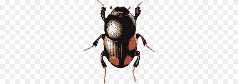Beetle Animal, Dung Beetle, Insect, Invertebrate Free Png