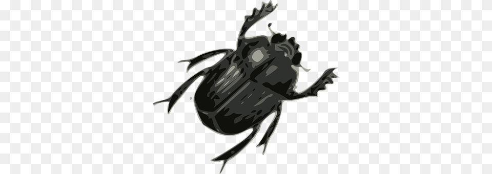 Beetle Animal, Dung Beetle, Insect, Invertebrate Free Transparent Png