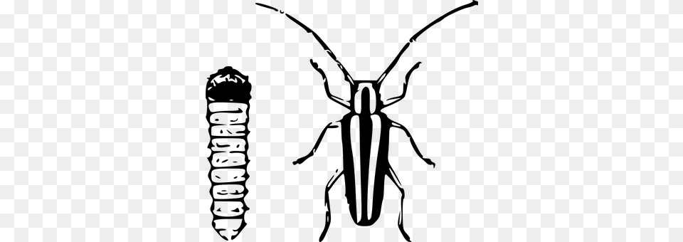Beetle Gray Free Png