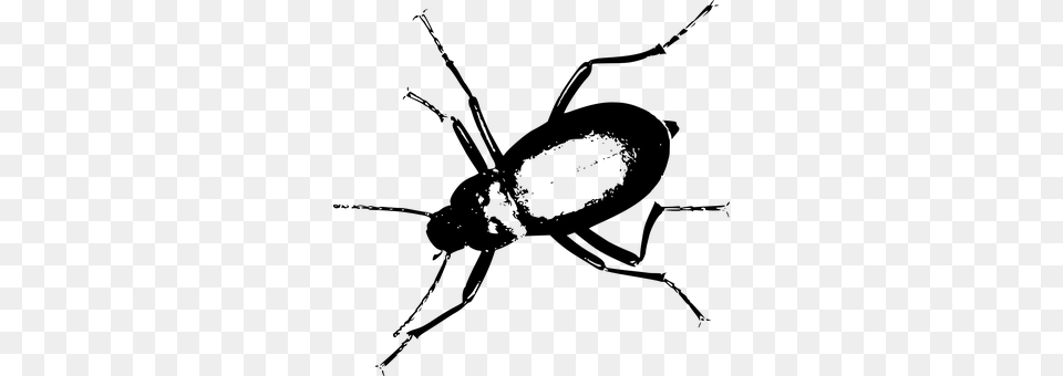 Beetle Gray Png