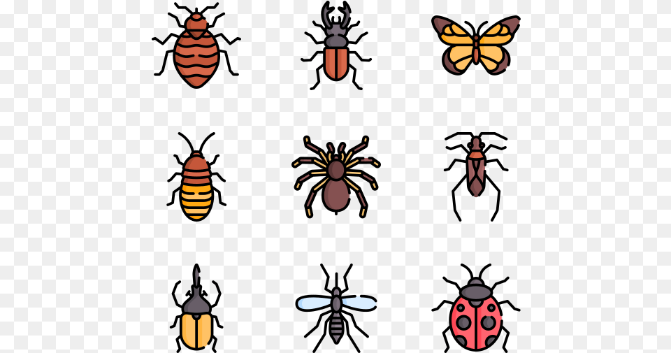 Beetle, Animal, Bee, Insect, Invertebrate Png