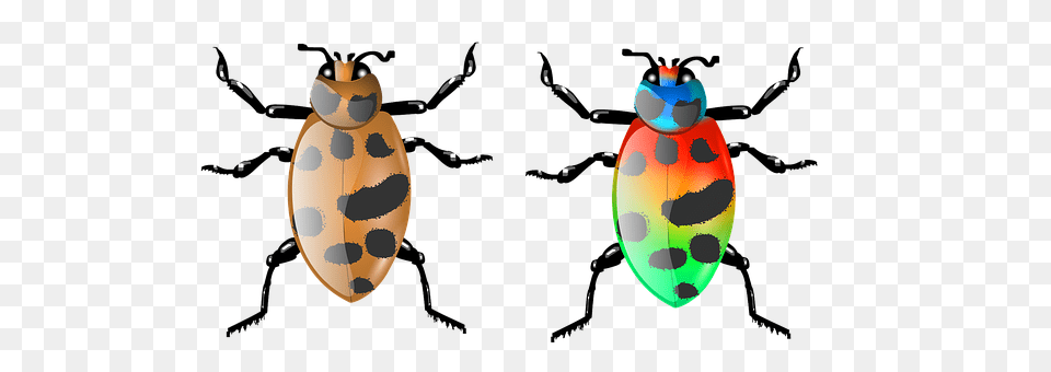 Beetle Animal, Invertebrate, Spider, Firefly Png