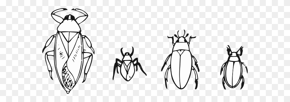 Beetle Animal, Adult, Female, Person Png