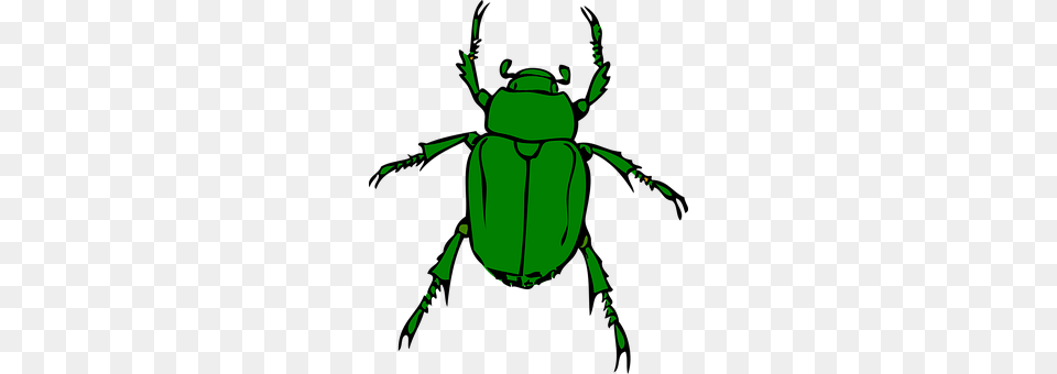 Beetle Animal, Person, Dung Beetle, Insect Free Png
