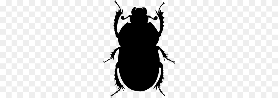 Beetle Gray Png Image