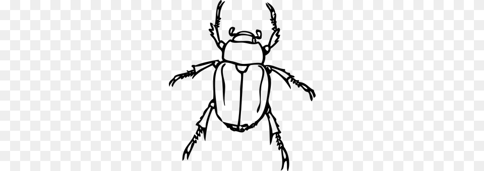 Beetle Gray Free Png Download