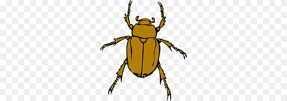 Beetle Animal, Person, Dung Beetle, Insect Png Image