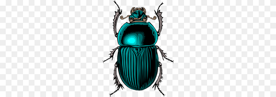Beetle Animal, Dung Beetle, Insect, Invertebrate Png Image