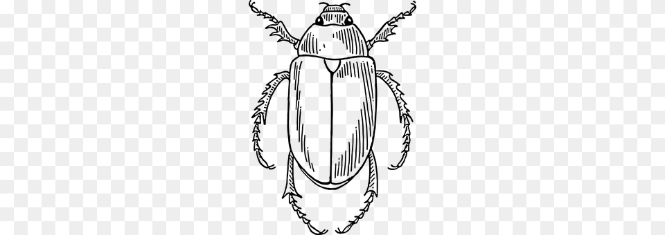 Beetle Gray Free Transparent Png