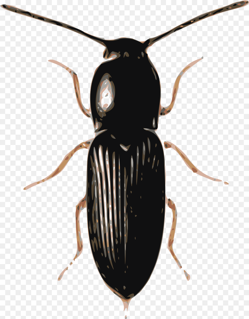 Beetle Bcek, Animal Free Png