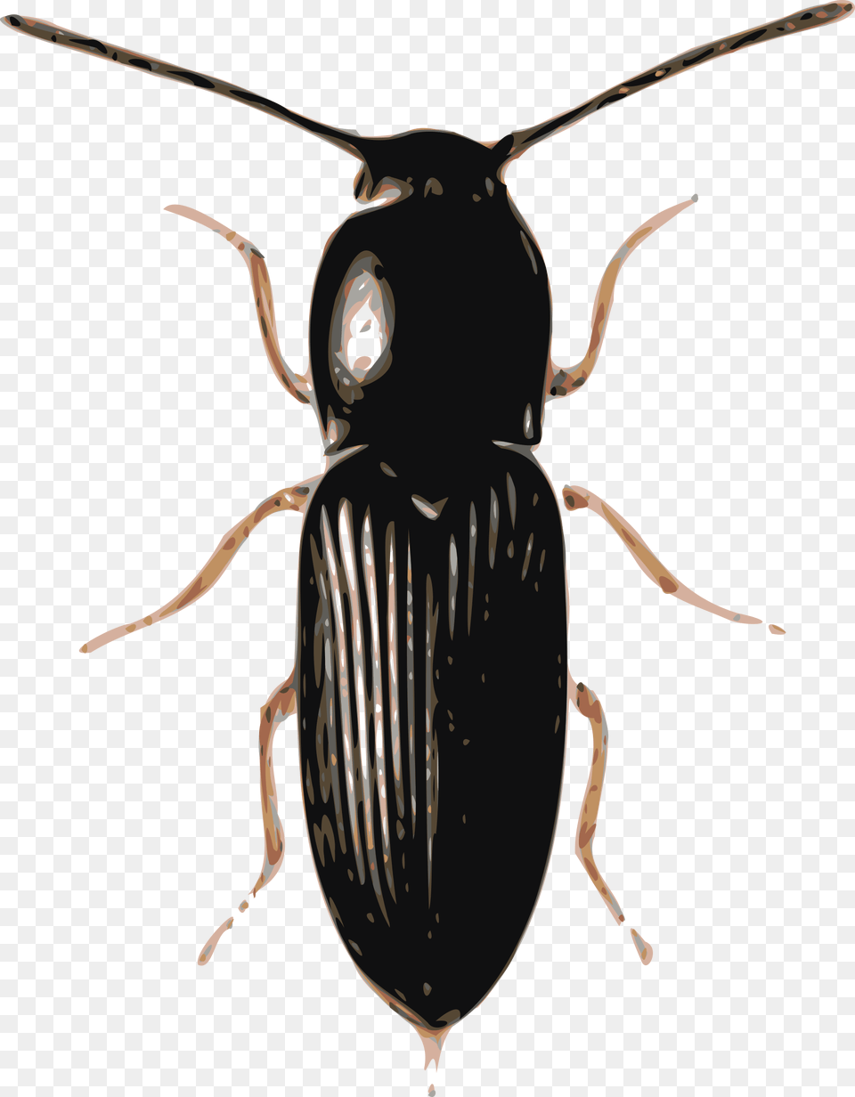 Beetle Beetle Images, Animal Png