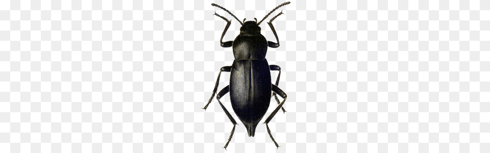 Beetle Black, Animal, Bow, Weapon Free Png