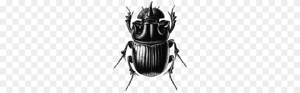 Beetle Black Illustration, Animal, Dung Beetle, Insect, Invertebrate Png