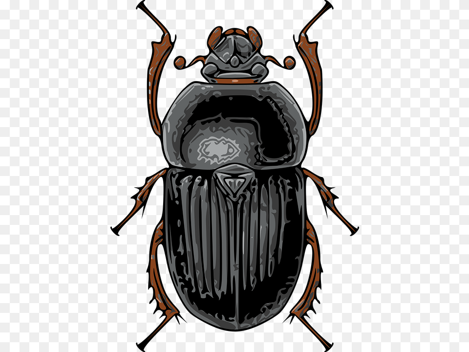 Beetle Black Insect Nature Beetle Bug, Animal, Dung Beetle, Invertebrate Png Image
