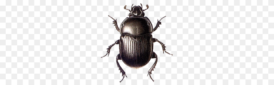 Beetle Black Large, Animal, Dung Beetle, Insect, Invertebrate Free Png Download