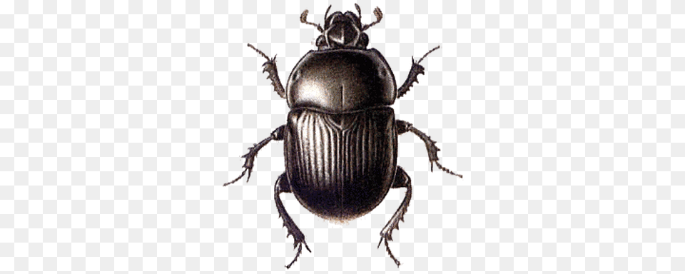 Beetle Black Large Beetle, Animal, Dung Beetle, Insect, Invertebrate Free Png