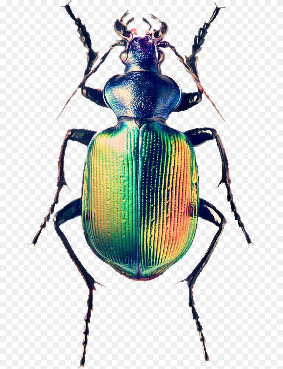 Beetle Bug, Animal, Person, Dung Beetle, Insect Png Image