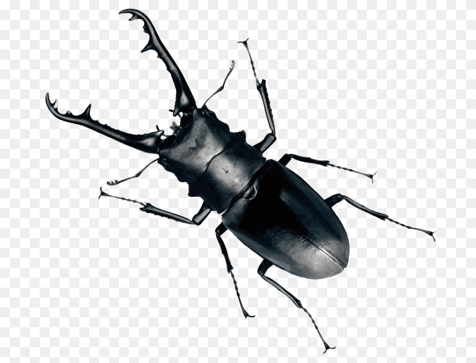 Beetle Bug, Animal, Insect, Invertebrate Free Png Download