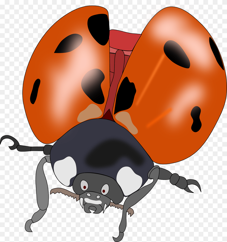 Beetle Bug Insect Lady Bug Ladybug Nature Kumbang Merah Hitam Terbang, Animal Free Transparent Png