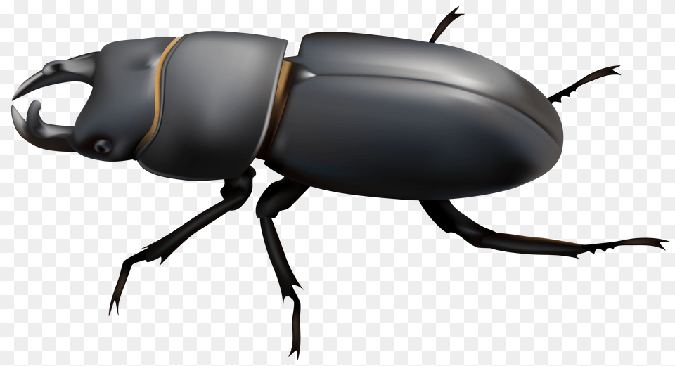 Beetle Clip Art, Animal, Dung Beetle, Insect, Invertebrate Free Png Download